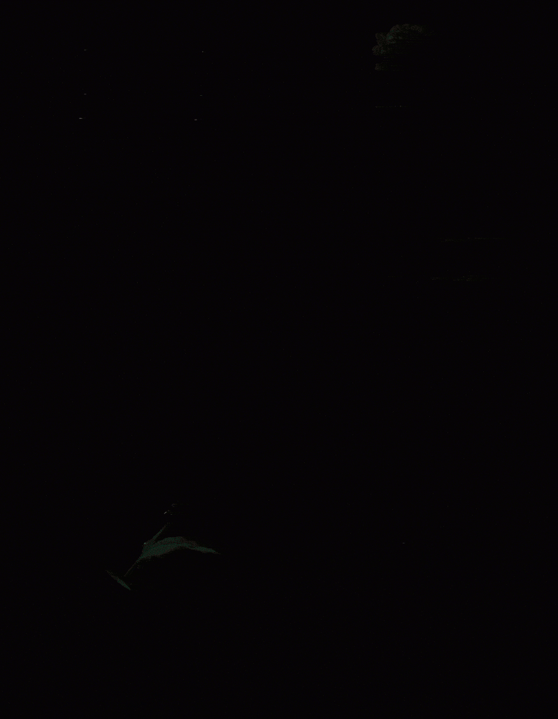 Noili Intensif Collection